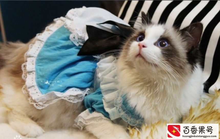 “猫中贵族”布偶猫，多少钱一只？
