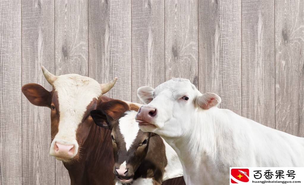 养殖20头牛需要花费多少钱？值得投资？