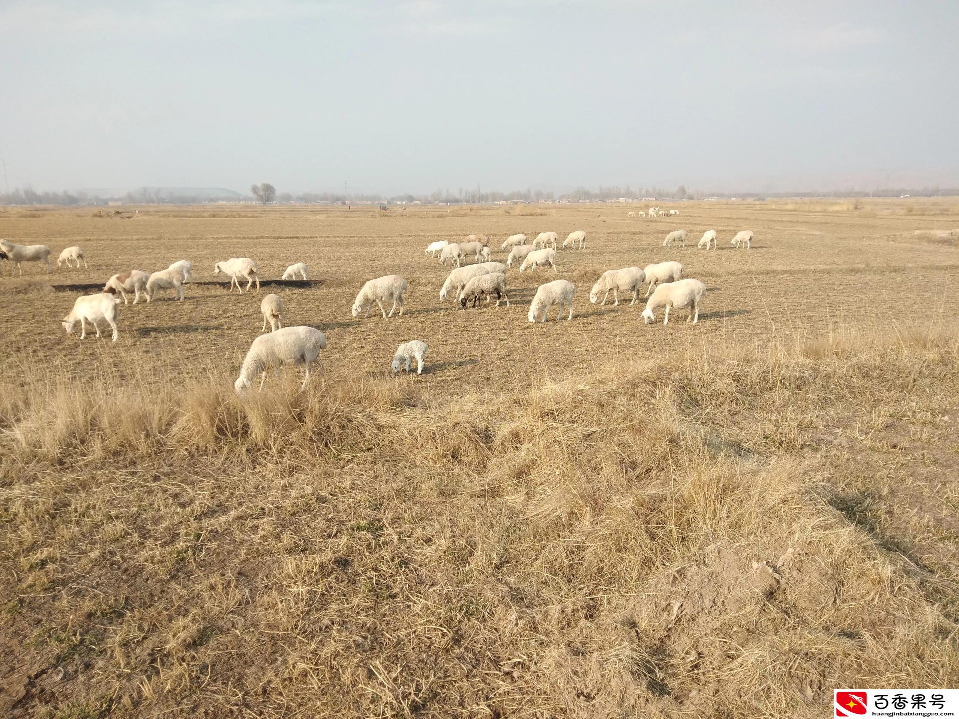 在农村承包500亩地，同时圈养200只羊，1年有多少收入？