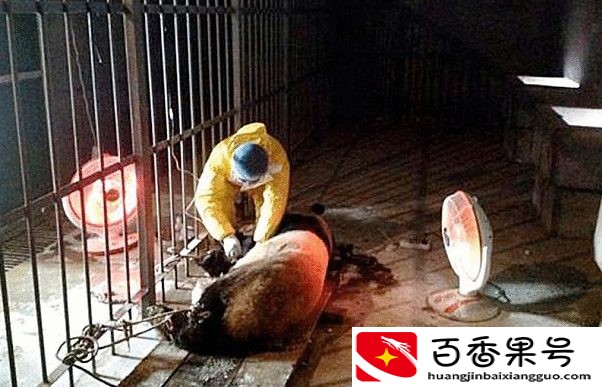 日本为什么杀大熊猫