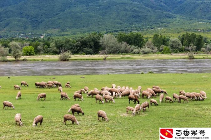 蒙古国送的3万只羊会变成羊肉