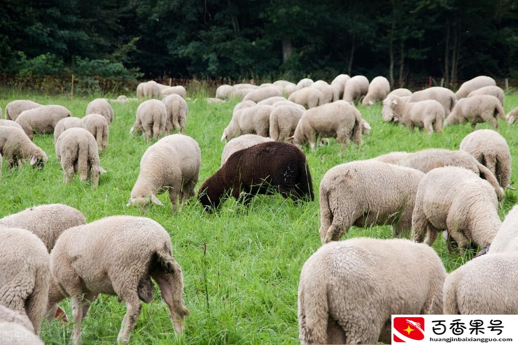 蒙古国送的3万只羊会变成羊肉