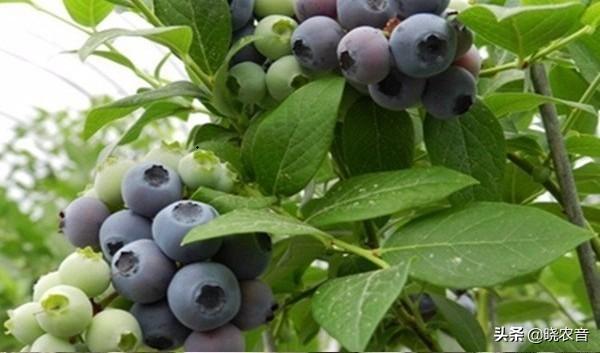 蓝莓哪个品种比较好吃