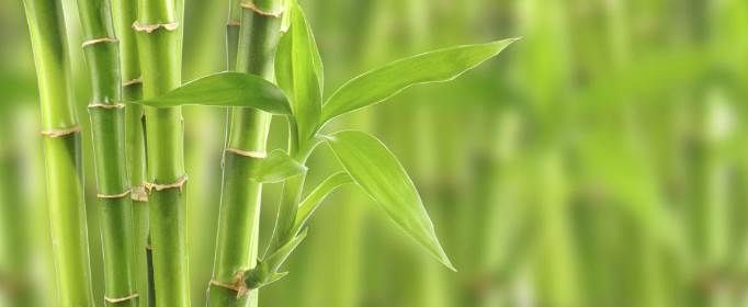 竹子是什么类型的植物