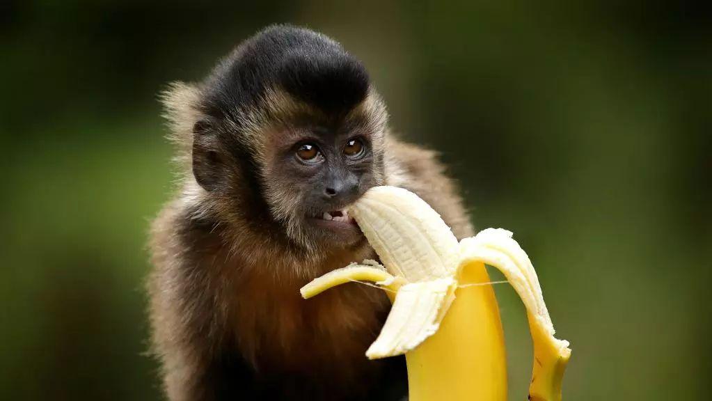 吃香蕉会胖吗?