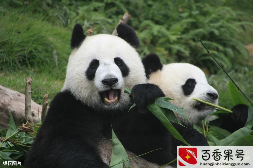 熊猫的黑眼圈有什么作用