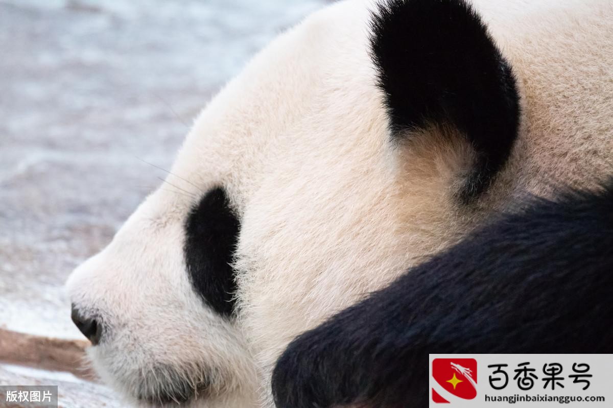熊猫的黑眼圈有什么作用